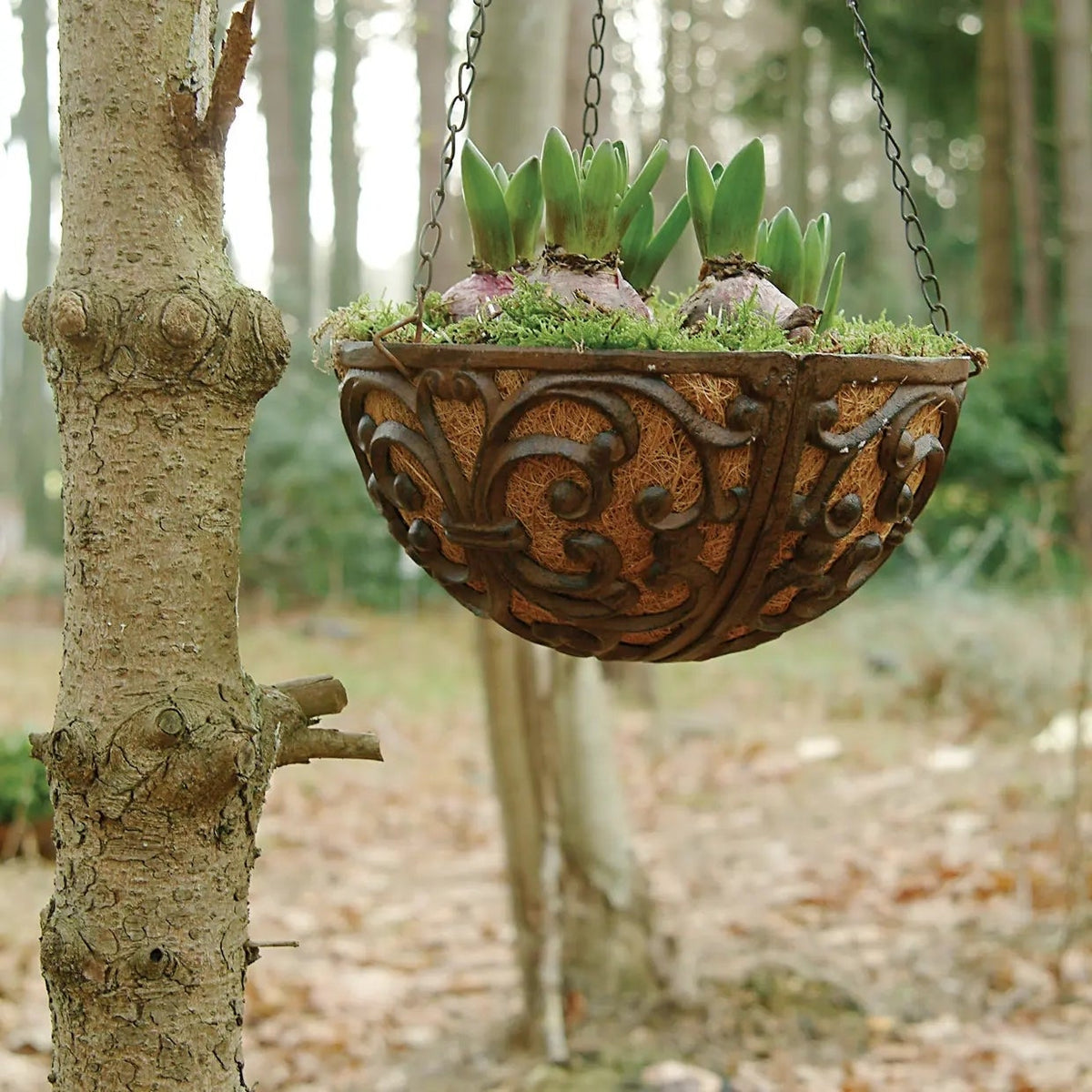 BPH28