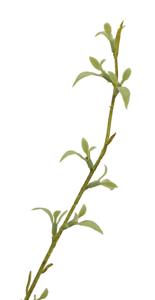 SE-A0032